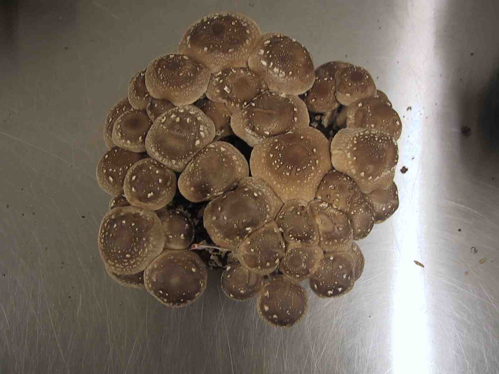 ヒラオカキミ茸　kobako④⑤ Japanease Shiitake Varieties's IGS1s 2